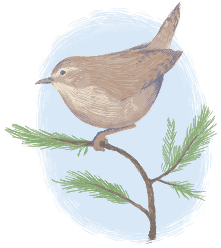 KIDS-2411-KIDS ARTICLE-wren