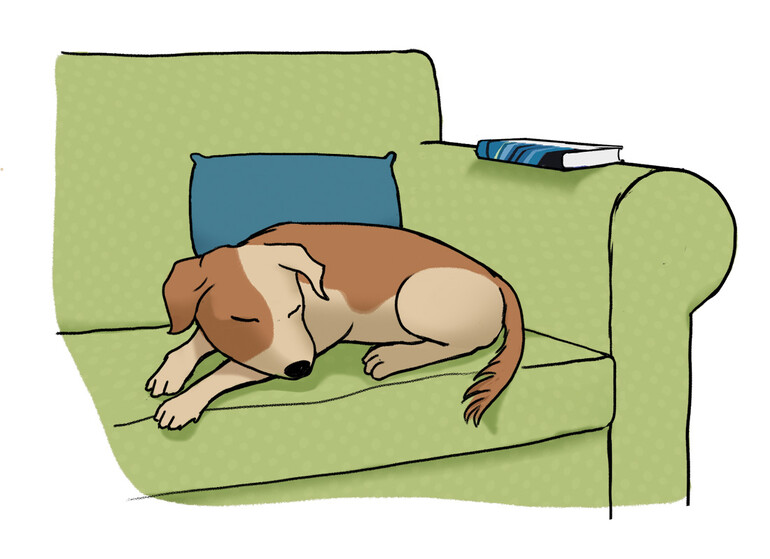 TEENS-2435-Illustration-dog on sofa